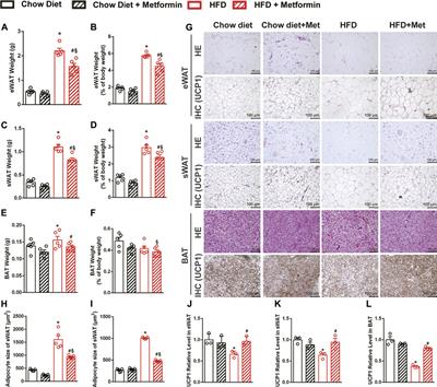 Metformin Alleviates Steatohepatitis in Diet-Induced Obese Mice in a SIRT1-Dependent Way